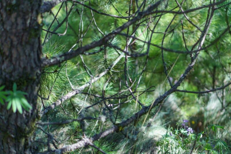 Resources from the Bishops’ Study Day: The Environment